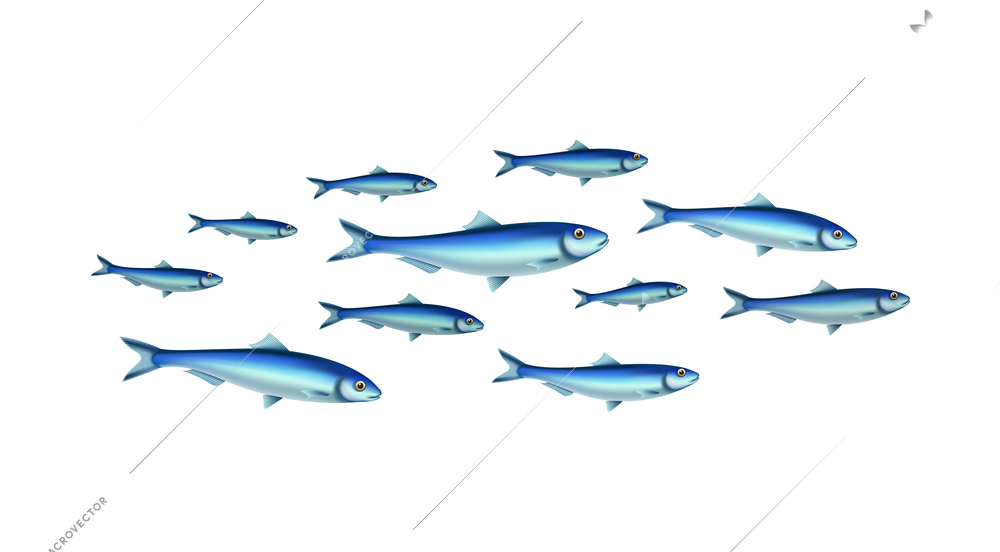 Fish school colony realistic composition with isolated images of fishes in shoal on transparent background vector illustration