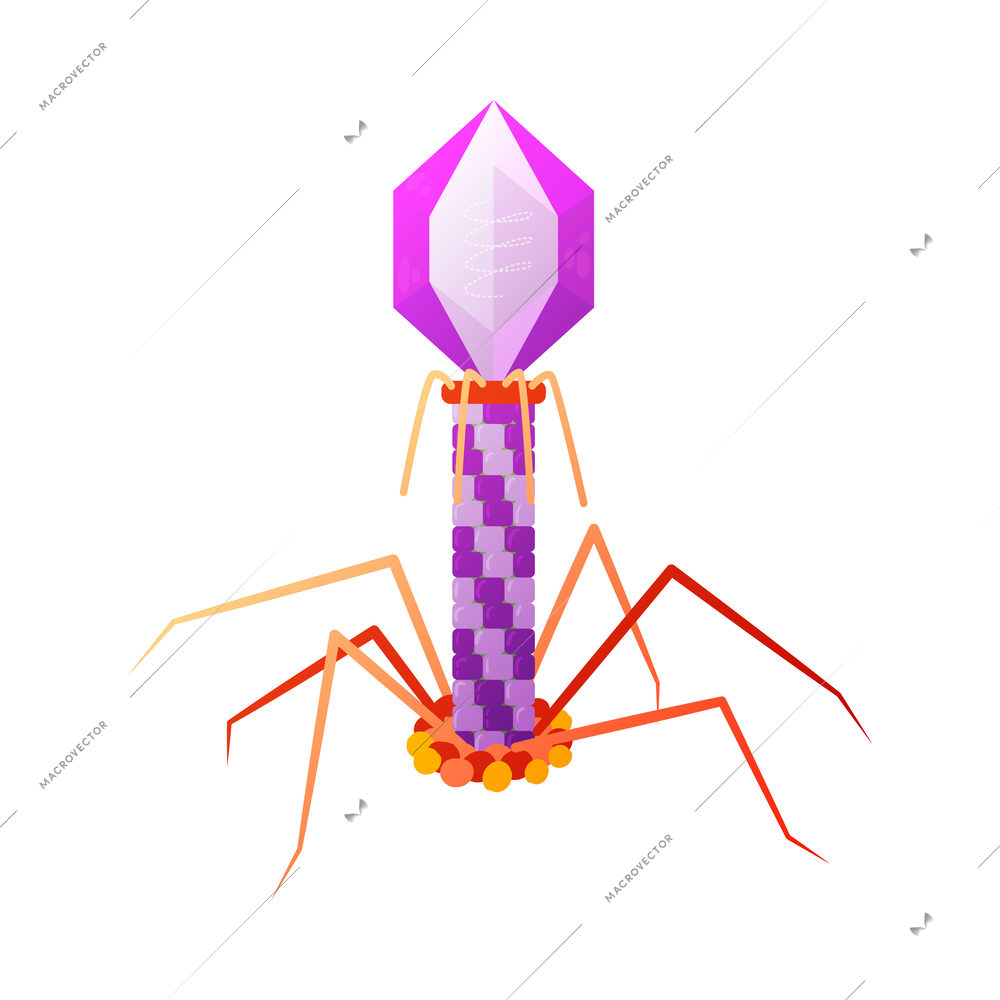 Human virus composition with isolated image of bacteriophage t4 bacteria vector illustration
