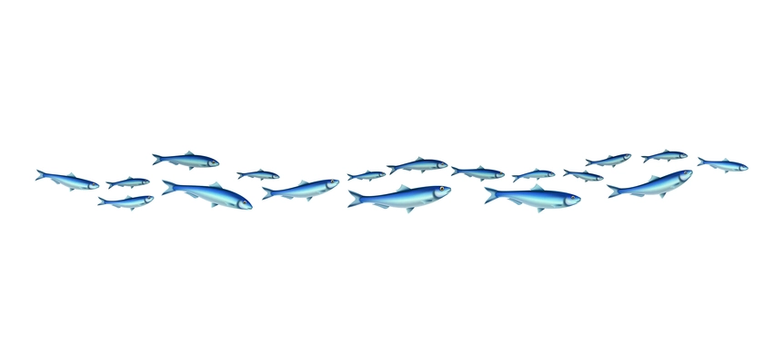 Fish school colony realistic composition with isolated images of fishes in shoal on transparent background vector illustration