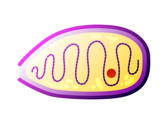 Human virus composition with isolated image of pandoravirus bacteria vector illustration