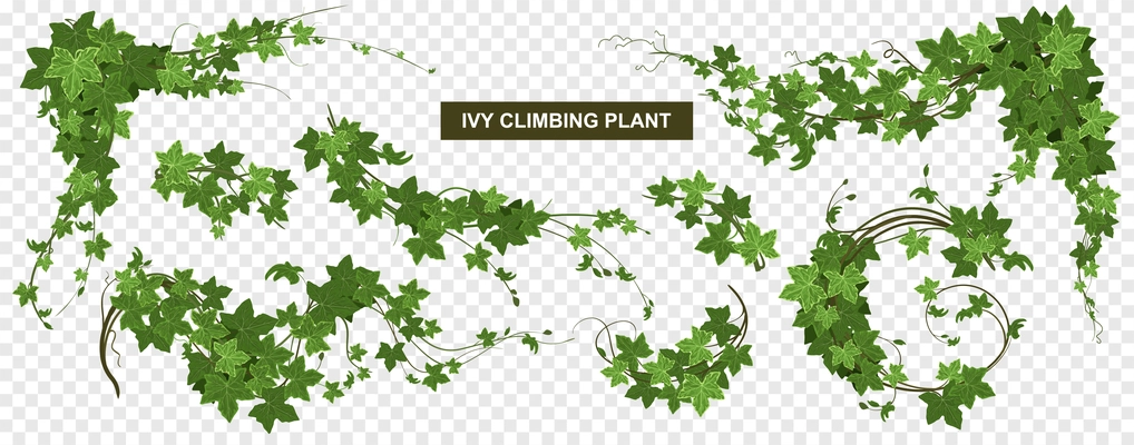 Ivy climbing plant transparent set with world map and ripe leaves with background and editable text vector illustration