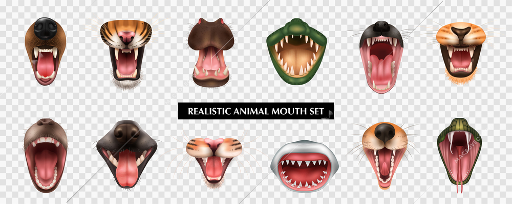 Open mouths with teeth and fangs of various carnivore animals fish reptile realistic set isolated on transparent background vector illustration