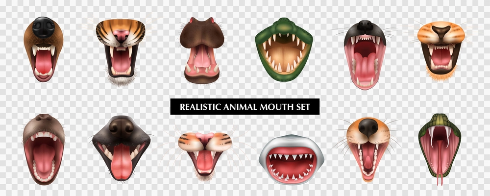 Open mouths with teeth and fangs of various carnivore animals fish reptile realistic set isolated on transparent background vector illustration