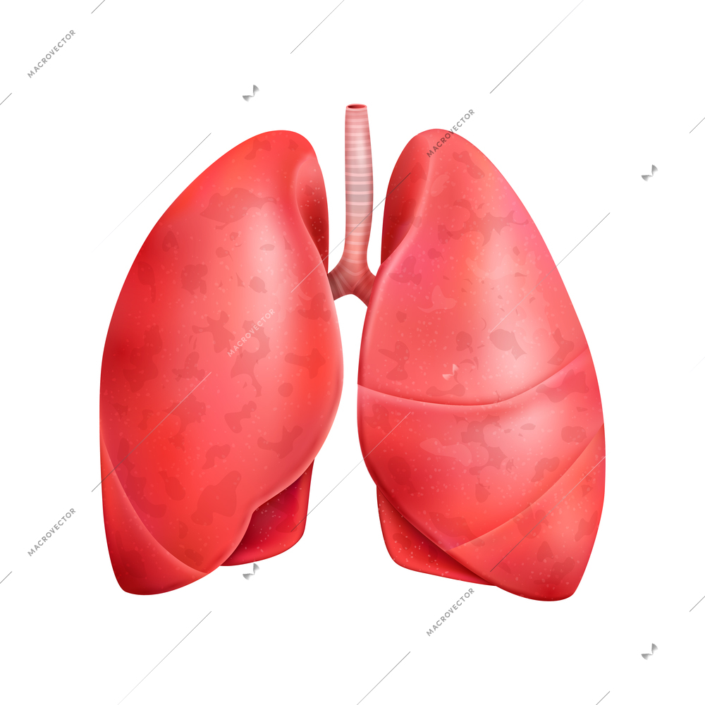 Realistic human internal organs anatomy composition with isolated image of lungs vector illustration