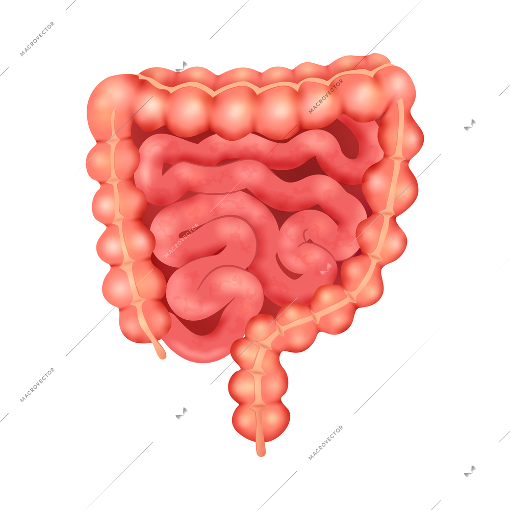 Realistic human internal organs anatomy composition with isolated image of bowel vector illustration