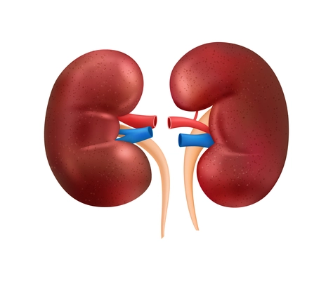 Realistic human internal organs anatomy composition with isolated image of kidney vector illustration