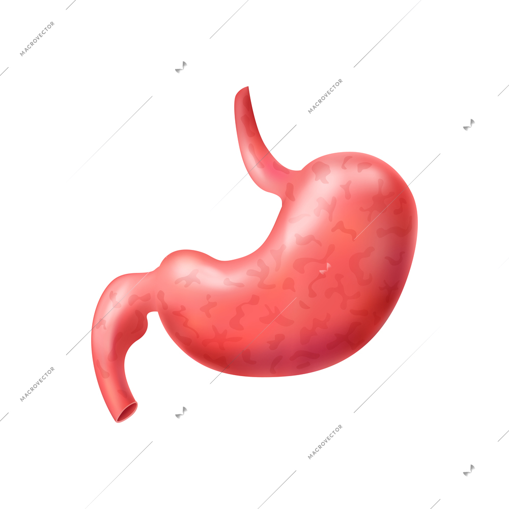 Realistic human internal organs anatomy composition with isolated image of stomach vector illustration