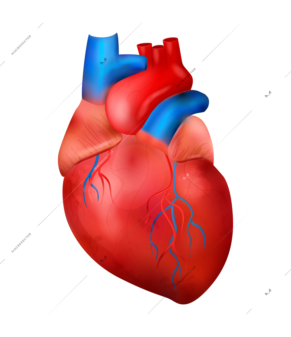 Realistic human internal organs anatomy composition with isolated image of heart vector illustration