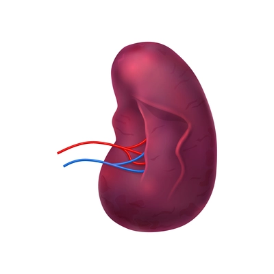 Realistic human internal organs anatomy composition with isolated image of spleen vector illustration