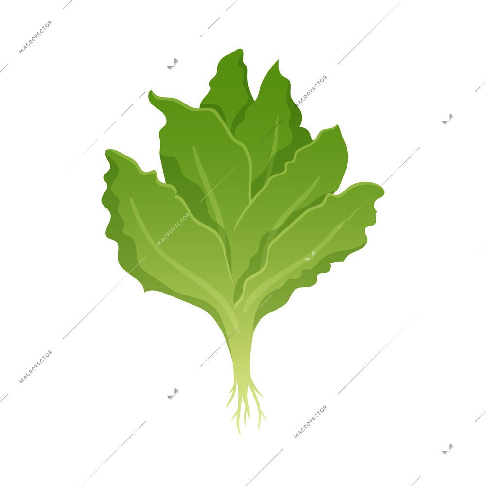 Greenhouse vertical farming hydroponics aeroponics cartoon composition with lettuce vector illustration