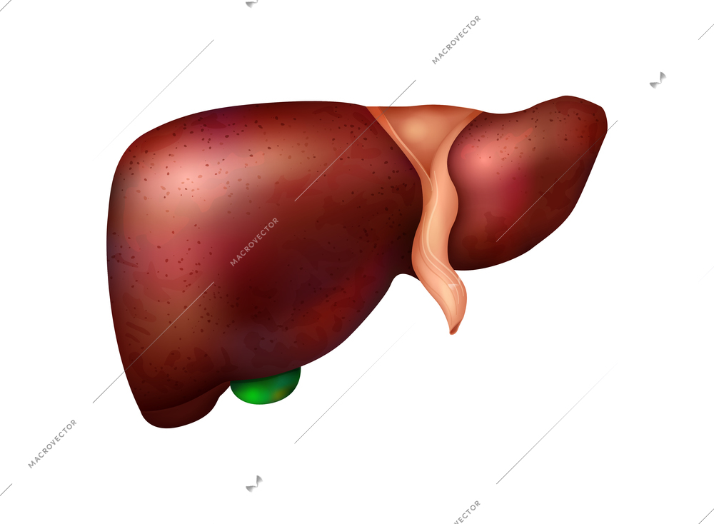 Realistic human internal organs anatomy composition with isolated image of liver vector illustration