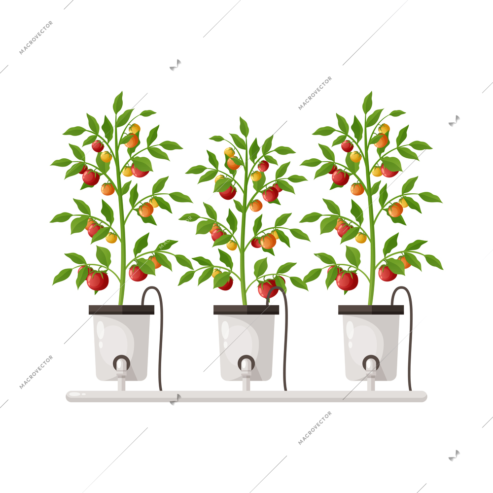 Greenhouse vertical farming hydroponics aeroponics cartoon composition with plants in pots vector illustration