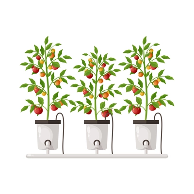 Greenhouse vertical farming hydroponics aeroponics cartoon composition with plants in pots vector illustration