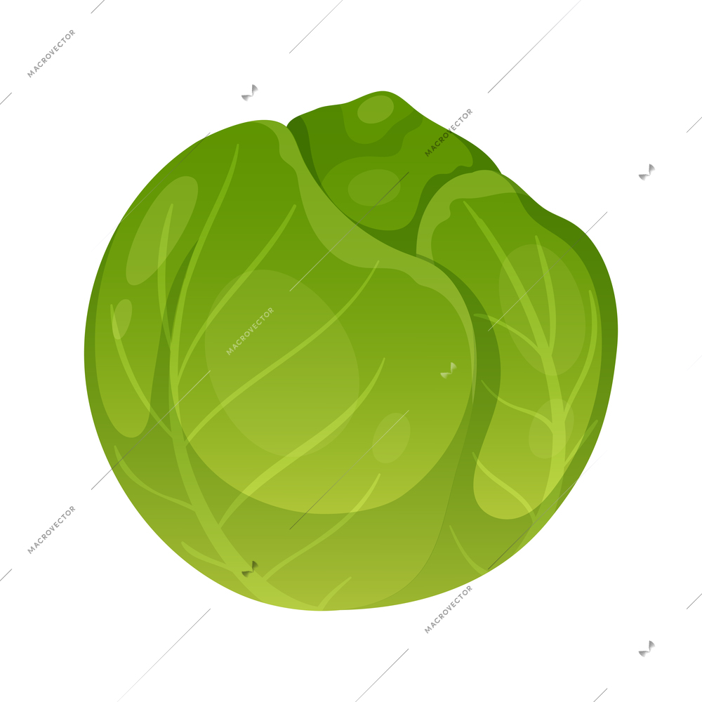 Greenhouse vertical farming hydroponics aeroponics cartoon composition with cabbage vector illustration