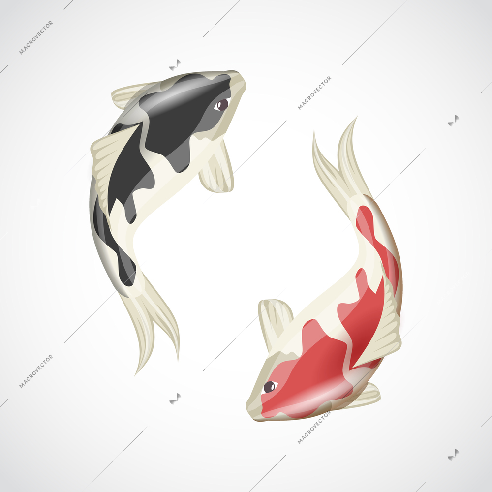 Chinese japanese koi fish red carp water animal isolated on white background vector illustration