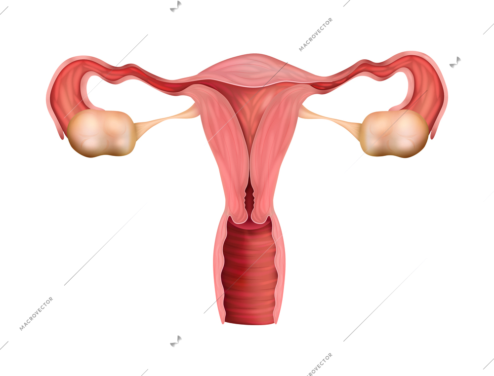 Realistic female genitals human reproductive system anatomy composition with realistic images on blank background vector illustration