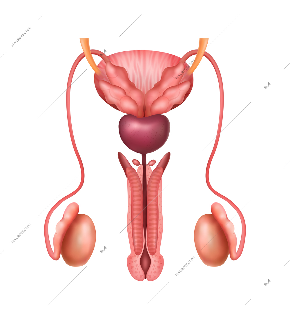 Realistic male genitals human reproductive system anatomy composition with realistic images on blank background vector illustration