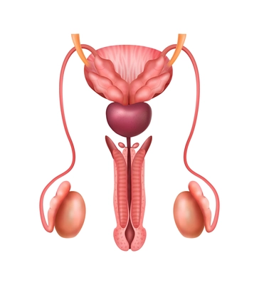 Realistic male genitals human reproductive system anatomy composition with realistic images on blank background vector illustration