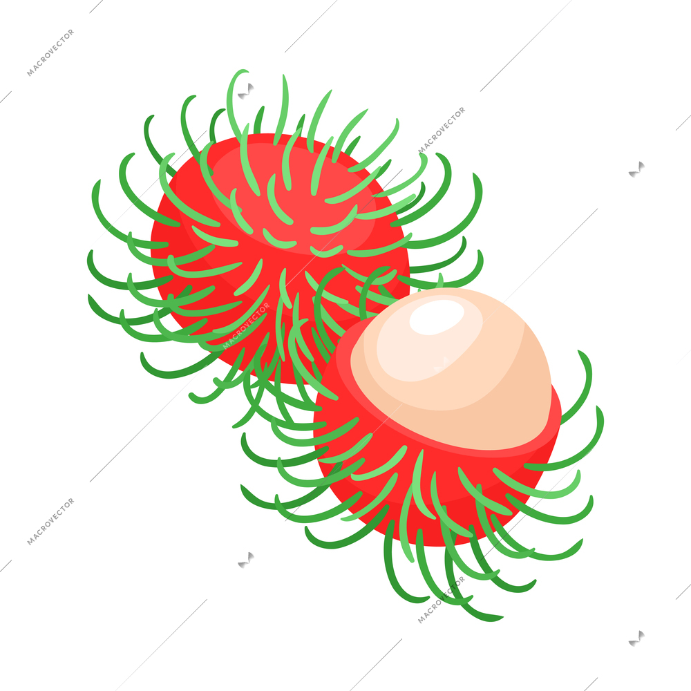 Isometric philippine travel composition with isolated image of rambutan plant vector illustration