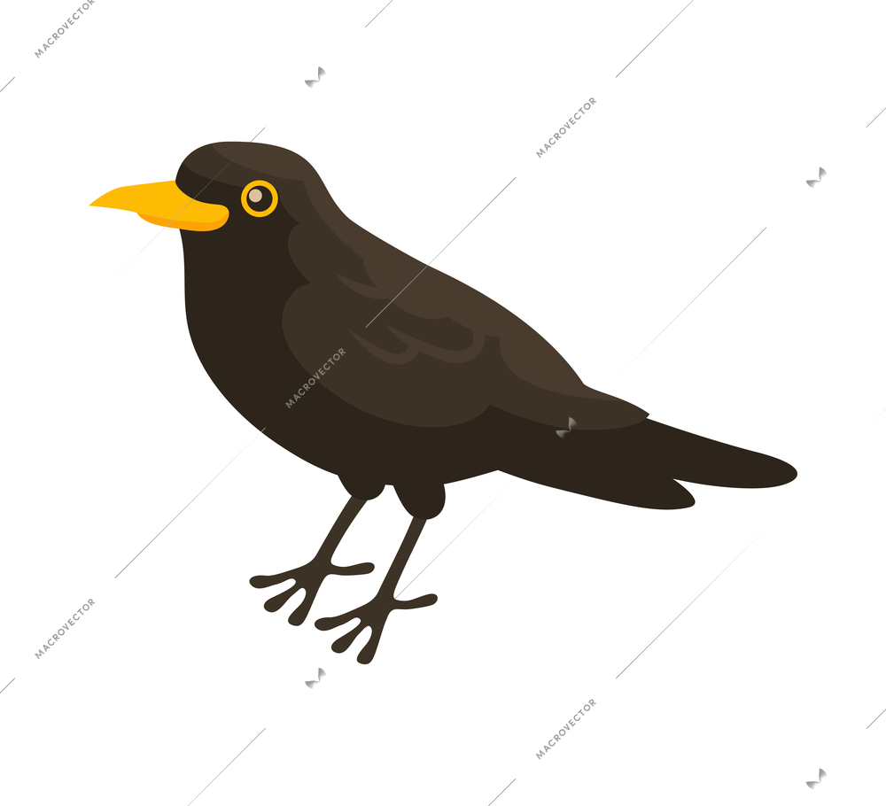 Isometric ornithologist isometric composition with isolated image of common blackbird vector illustration