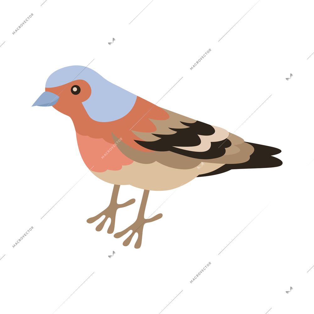 Isometric ornithologist isometric composition with isolated image of sparrow bird vector illustration