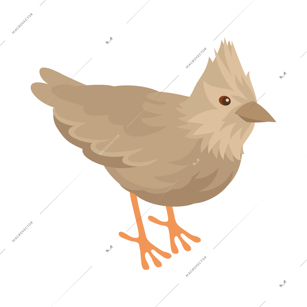 Isometric ornithologist isometric composition with isolated image of crested lark bird vector illustration