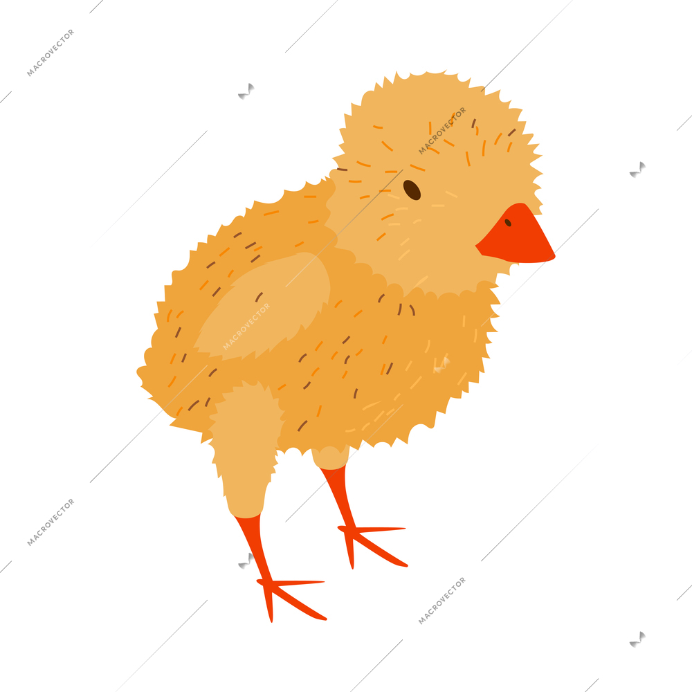 Isometric poultry farm chicken composition with isolated image of young chick vector illustration