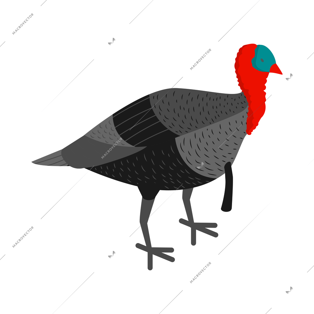 Isometric poultry farm chicken composition with isolated image of turkey hen vector illustration