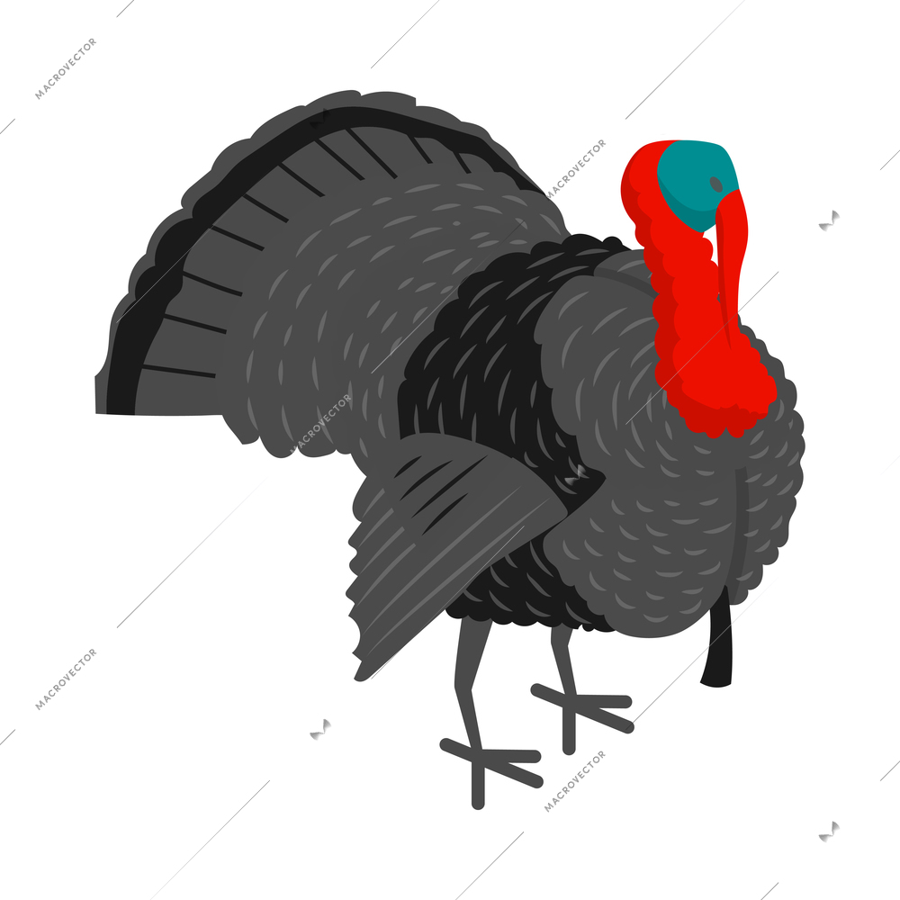 Isometric poultry farm chicken composition with isolated image of turkey vector illustration