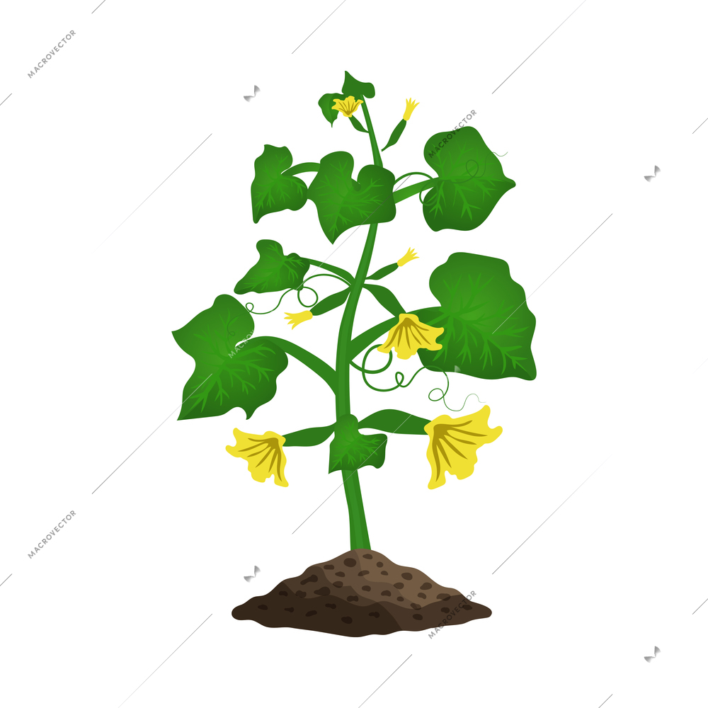 Cucumber plant growth stages composition with image of sprout with flowers in ground vector illustration