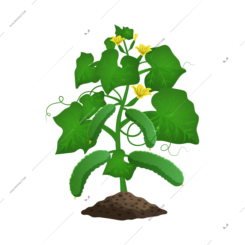 Cucumber plant growth stages composition with image of sprout with fruits in ground vector illustration