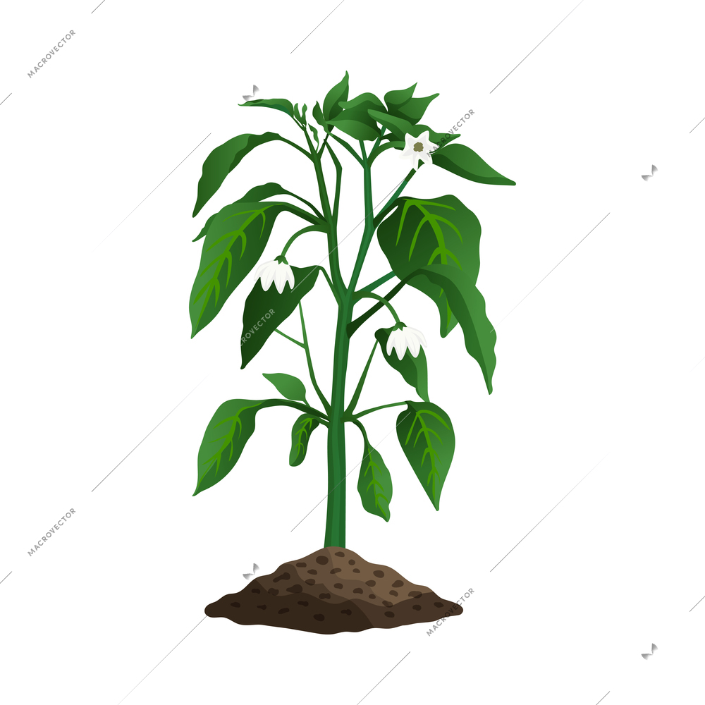 Pepper plant growth stages composition with image of sprout with flowers in ground vector illustration