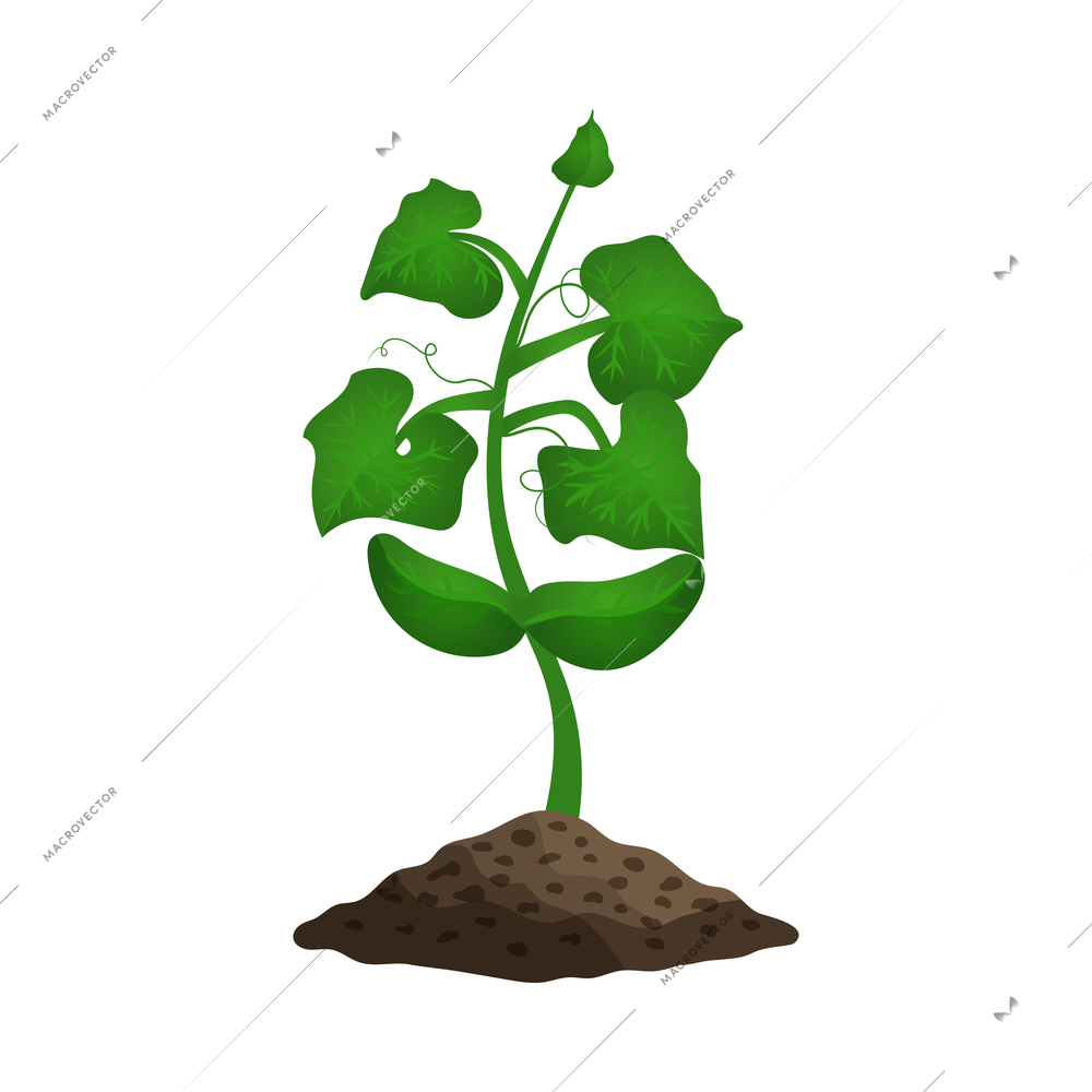 Cucumber plant growth stages composition with image of sprout with leaves in ground vector illustration