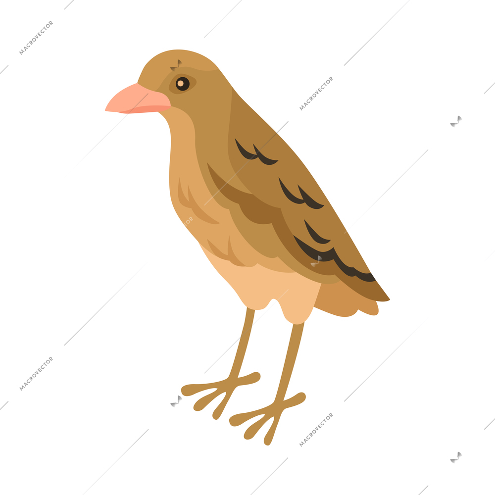Isometric ornithologist isometric composition with isolated image of ovenbird vector illustration