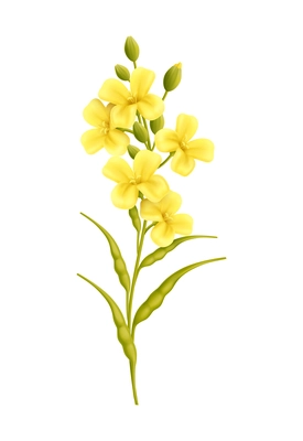 Mustard realistic composition with isolated image of mustard flower on blank background vector illustration