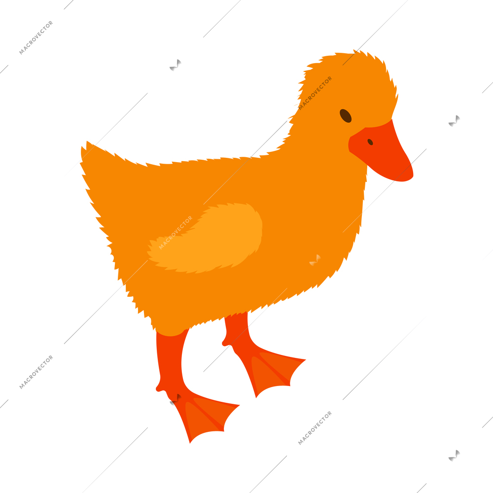 Isometric poultry farm chicken composition with isolated image of duckling vector illustration