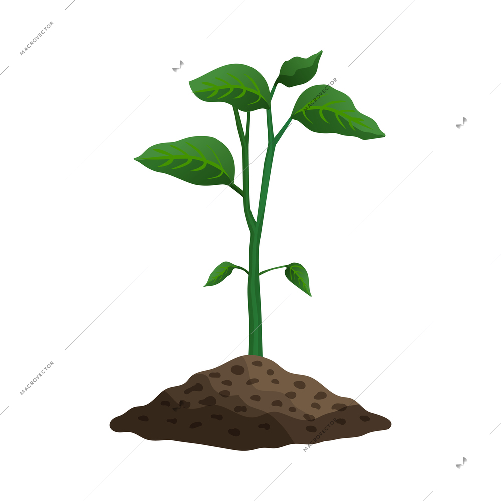 Pepper plant growth stages composition with image of sprout with leaf in ground vector illustration