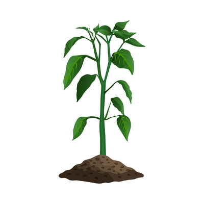 Pepper plant growth stages composition with image of sprout with leaves in ground vector illustration