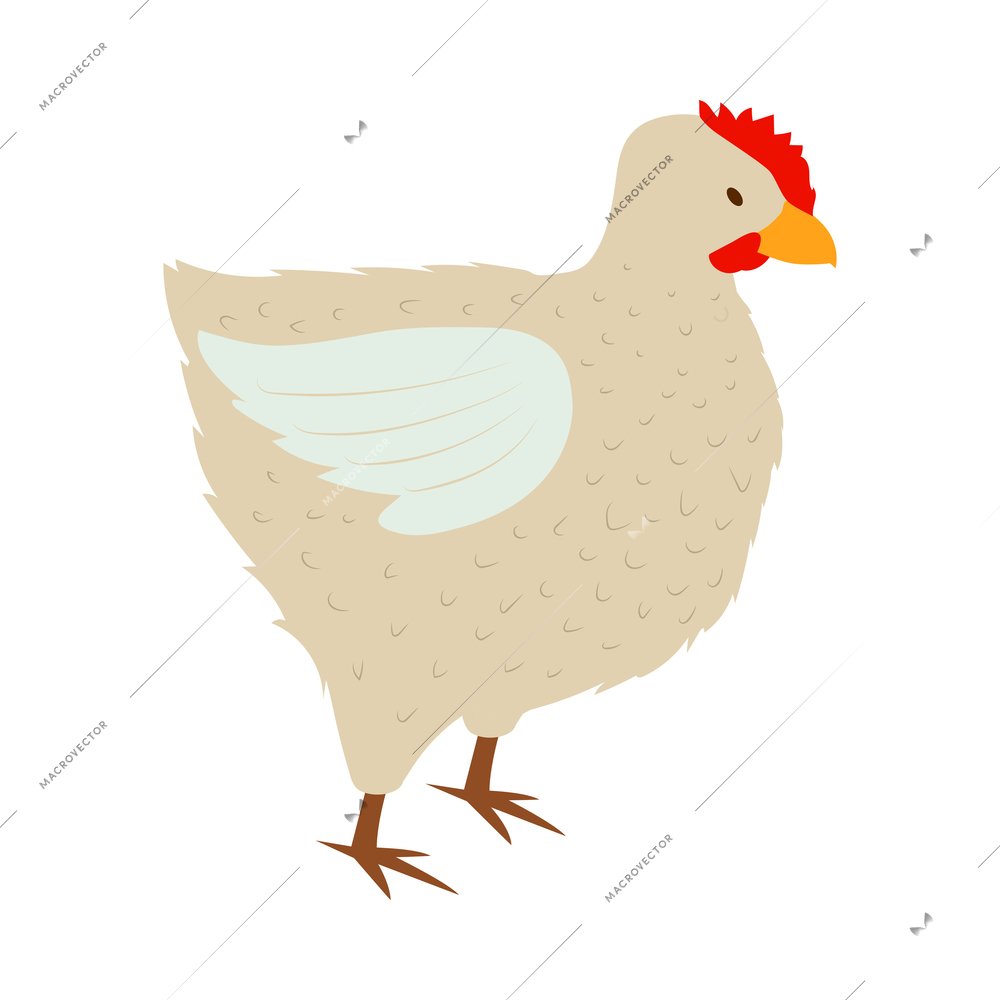 Isometric poultry farm chicken composition with isolated image of hen vector illustration
