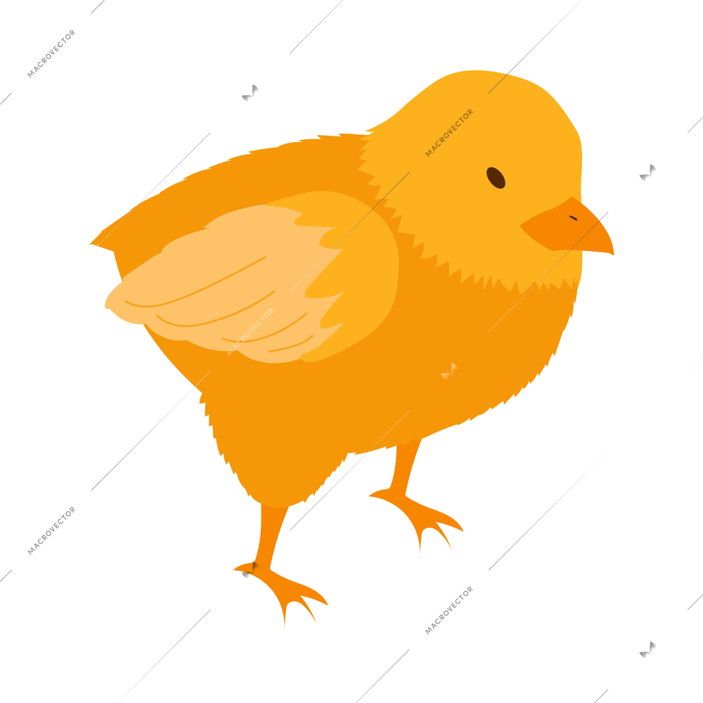 Isometric poultry farm chicken composition with isolated image of mature chick vector illustration