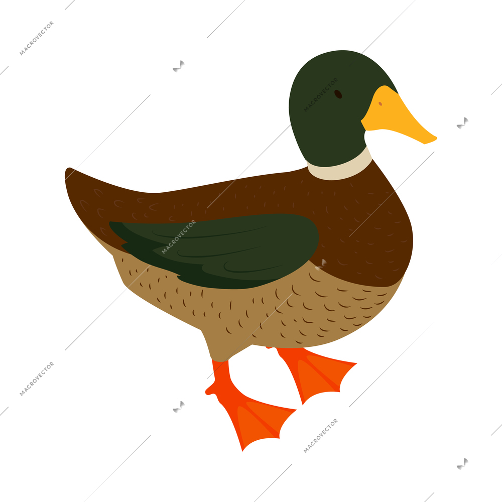 Isometric poultry farm chicken composition with isolated image of drake cock duck vector illustration