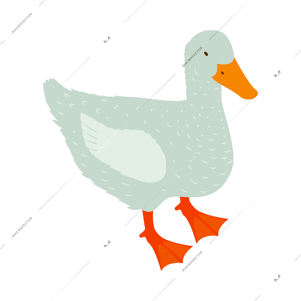 Isometric poultry farm chicken composition with isolated image of duck vector illustration