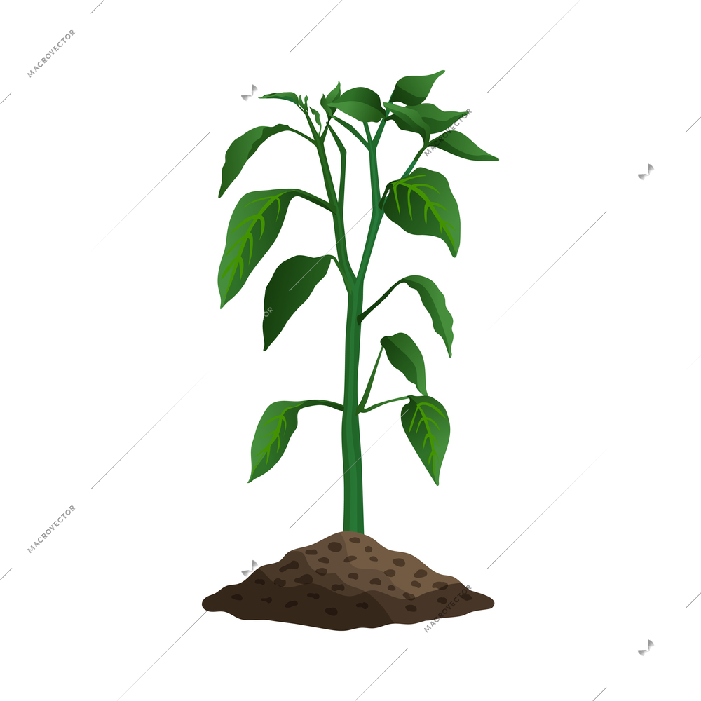 Farming organic vegetables composition with images of sprout coming up from ground vector illustration