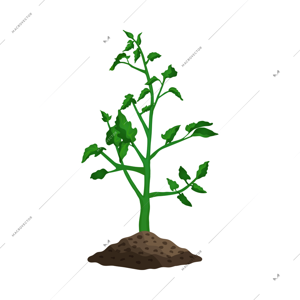 Farming organic vegetables composition with images of sprout coming up from ground vector illustration