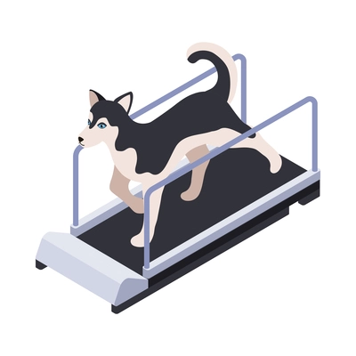 Cute husky dog running on treadmill isometric 3d vector illustration
