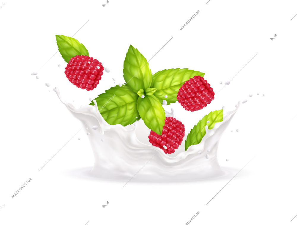 Fresh raspberries and mint leaves in milk splashes realistic vector illustration