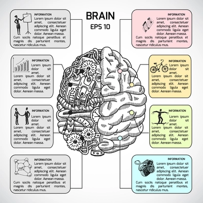 Brain hemispheres sketch infographic set with intellect and creativity symbols vector illustration