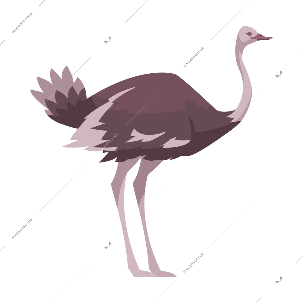 Flat icon with ostrich side view vector illustration