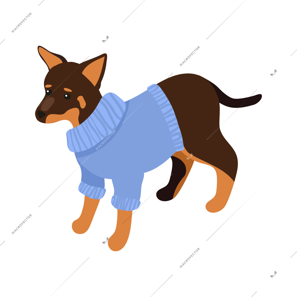 Cute little brown dog wearing blue sweater isometric vector illustration