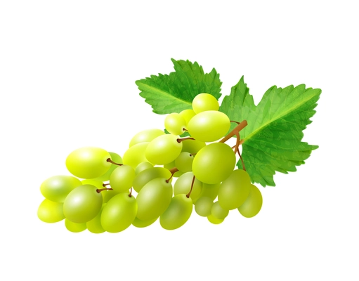 Realistic bunch of grapes with green leaves vector illustration